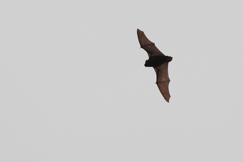 Noctule commune - Nyctalus noctula