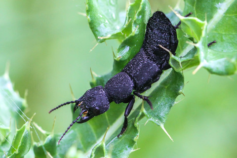Ocypus olens - le Staphylin odorant
