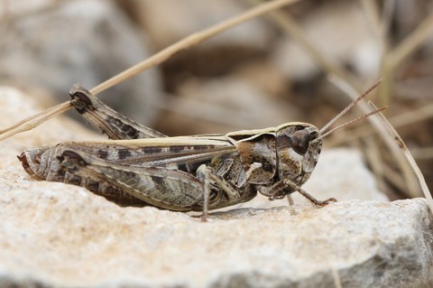 Omocestus haemorrhoidalis