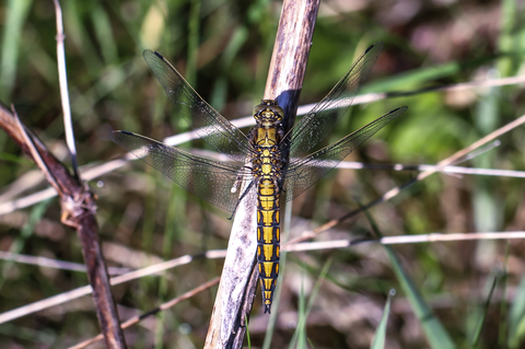 Orthetrum cancellatum, l'Orthétrum réticulé