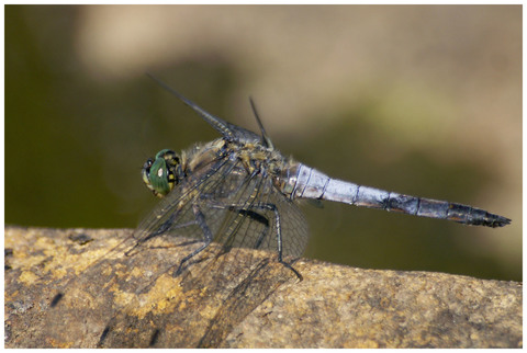 Orthetrum cancellatum