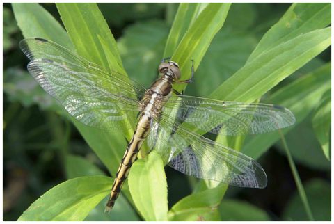 Orthetrum cancellatum