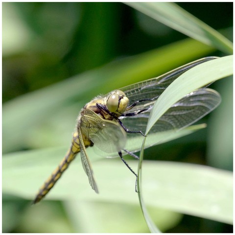 Orthetrum réticulé