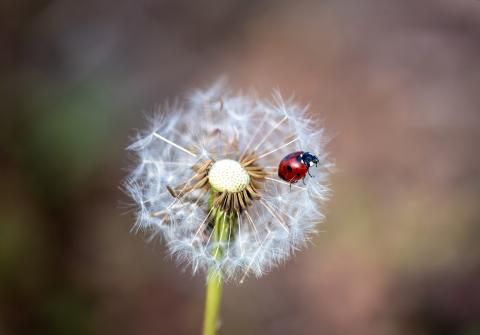 Coccinella septempunctata 