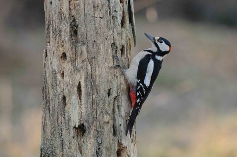 Pic épeiche - Dendrocopos major