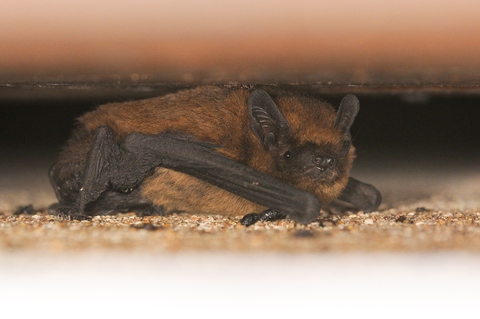 Pipistrelle commune (Pipistrellus pipistrellus) - derrière volets