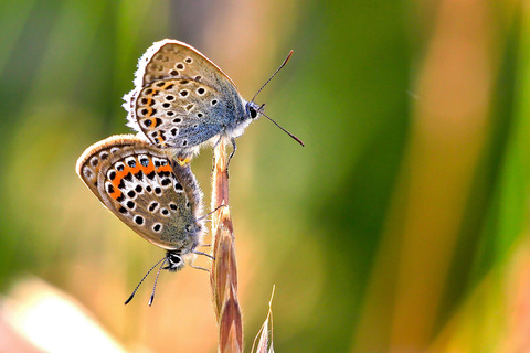 Plebejus argus in copula