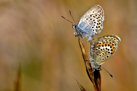 Plebejus argus in copula