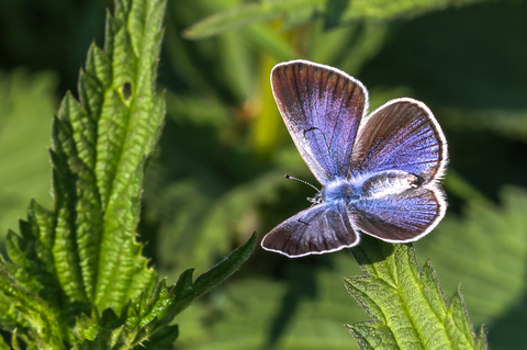 Plebejus argus, l'Azuré de l'ajonc