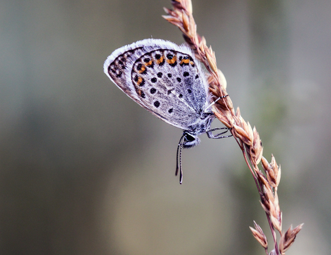 Plebejus argus