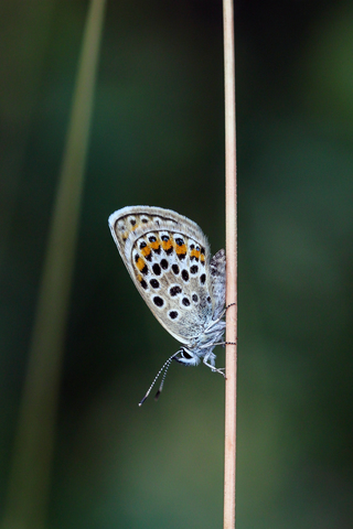 Plebejus argus