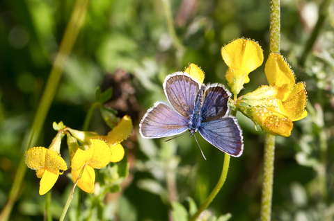 Plebejus argus