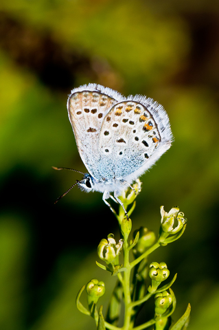 Plebejus argus