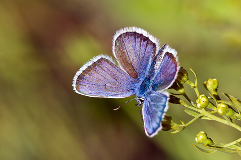 Plebejus argus