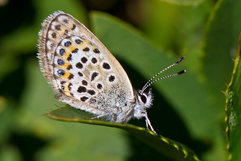 Plebejus argus