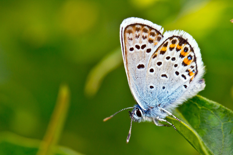 Plebejus argus