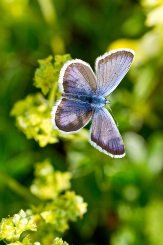 Plebejus argus