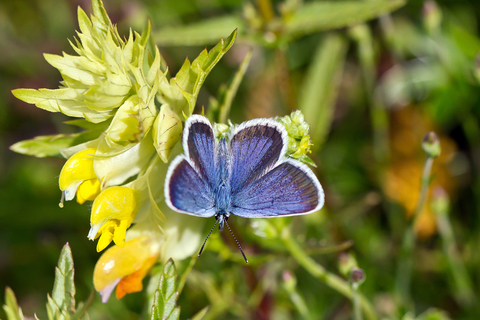 Plebejus argus