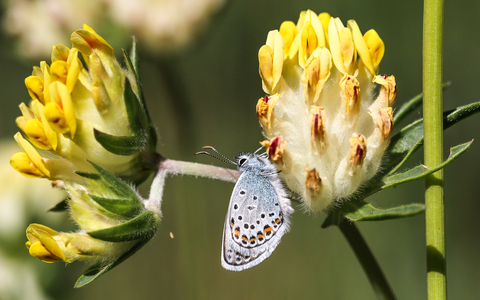 Plebejus argus