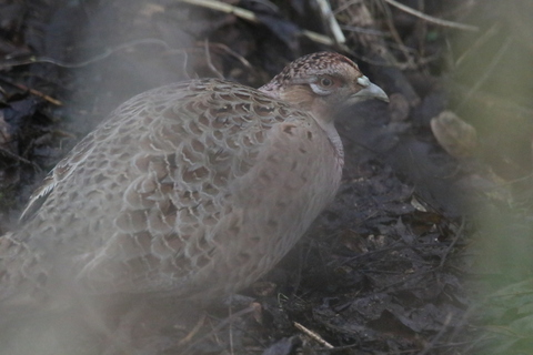 Poule Faisane