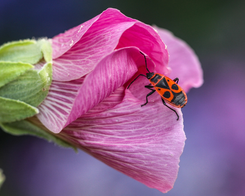 Pyrrhocoris apterus