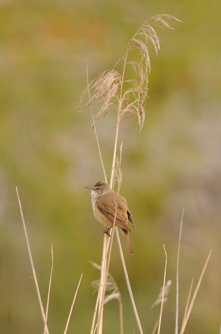 Rousserolle turdoïde - Acrocephalus arundinaceus