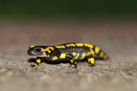 Salamandre tachetée (Salamandra salamandra) sur route - Saint-Bonnot (58)