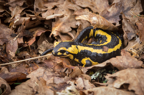 Salamandre tachetée (Salamandra salamandra)