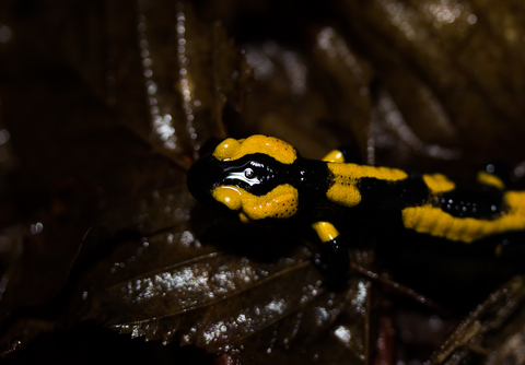 Salamandre tachetée