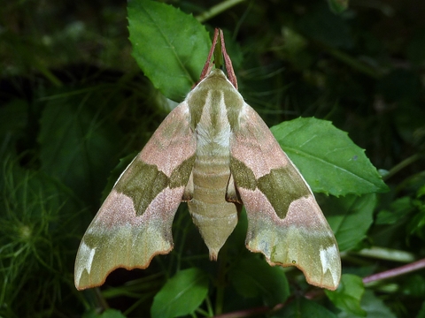 SPHINX DU TILLEUL