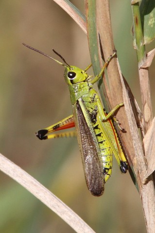 Stethophyma grossum