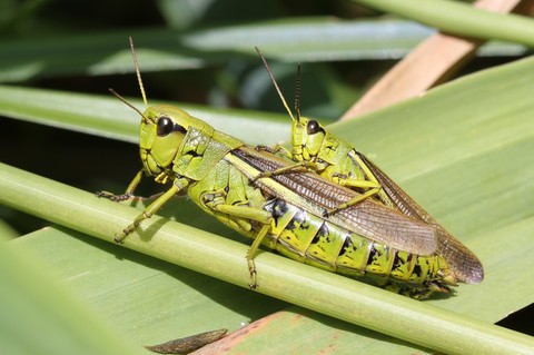 Stethophyma grossum