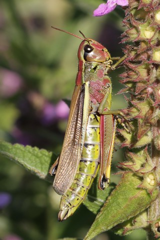 Stethophyma grossum