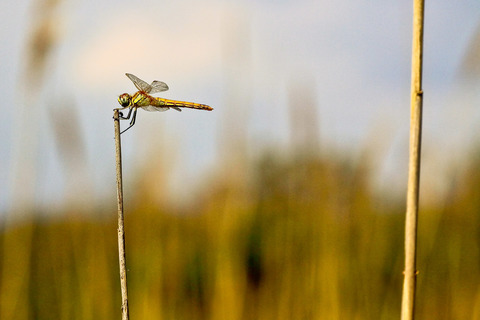 Sympetrum fonscolombii