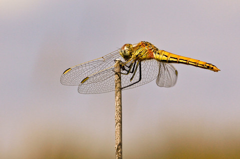 Sympetrum fonscolombii