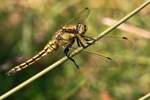 Sympetrum fonscolombii