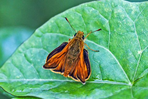 Thymelicus sylvestris, l' Hespérie de la Houque