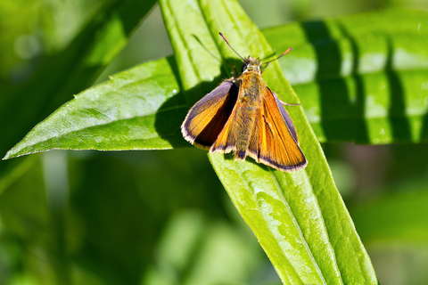 Thymelicus sylvestris