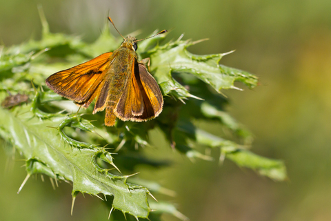 Thymelicus sylvestris