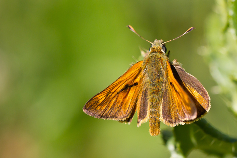 Thymelicus sylvestris