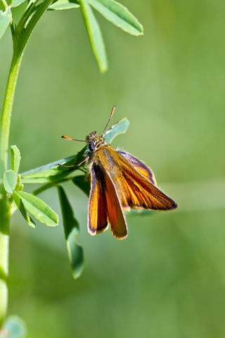 Thymelicus sylvestris