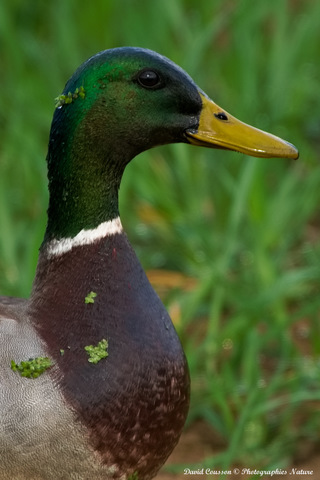 Canard colvert - Anas platyrhynchos