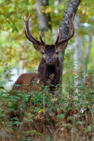 Un joli tête à tête avec ça Majesté le Cerf 