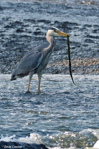 Héron cendré - Ardea cinerea