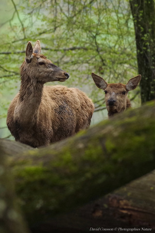 Biche - Cervus elaphus