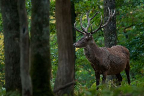 Une belle surprise ce matin là avec le roi de la forêt