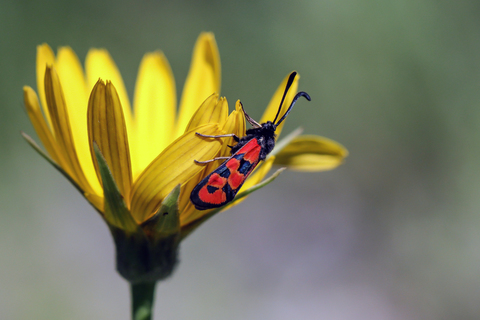 Zygaena fausta