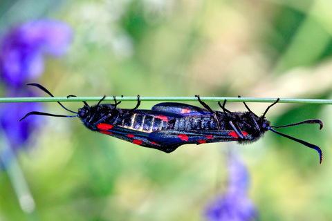 Zygaena filipendulae in copula