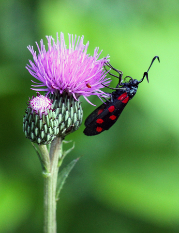 Zygaena filipendulae