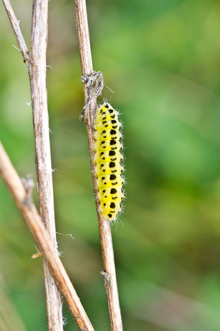 Zygaena filipendulae